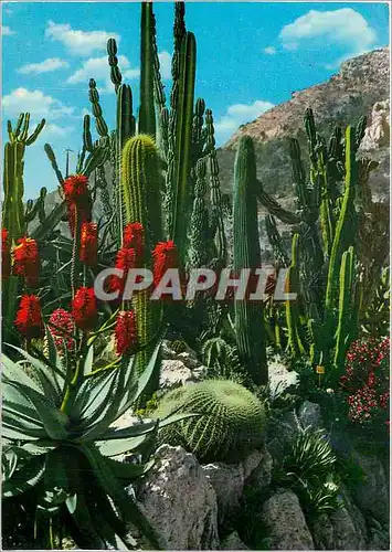 Cartes postales moderne Principaute de Monaco Le jaridn exotique (candelabre agave et coussin de belle mere)