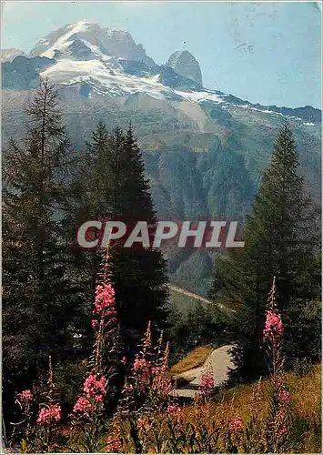Cartes postales moderne Au Pays du Mont Blanc Aiguilles sapins fleurs