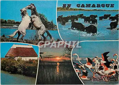 Cartes postales moderne En Camargue (Bouches du Rhone) Souvenirs Taureaux