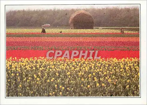 Moderne Karte Nederland Hollande Champs de Fleurs