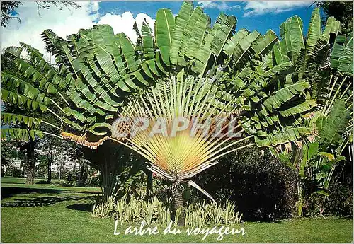 Cartes postales moderne Martinique Fort de France place de la Savane l'Arbre du Voyageur