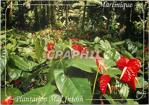 Cartes postales moderne Martinique Morne Rouge Plantation Mac Istosh