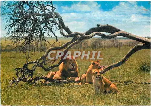 Cartes postales moderne Keekorok Lodge Pride of Lions at Masai Mara Game Reserve