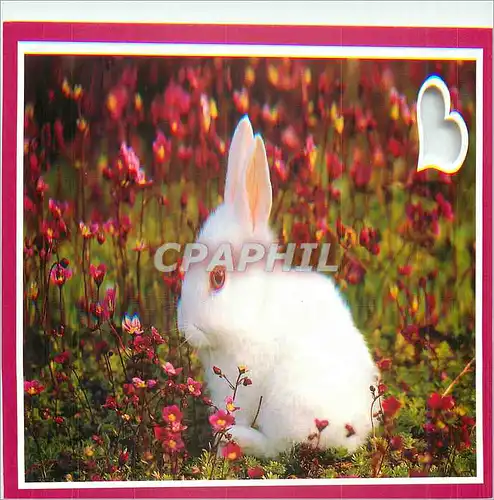 Moderne Karte Lapin