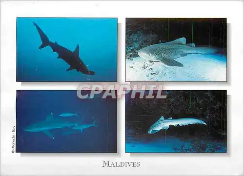 Moderne Karte Maldives Sharks Requins