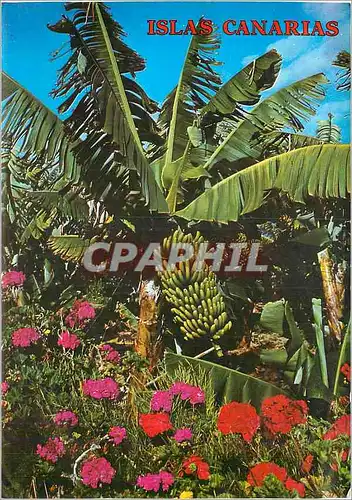 Cartes postales moderne Islas Canarias