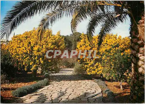 Cartes postales moderne Souvenir de la cote Varoise