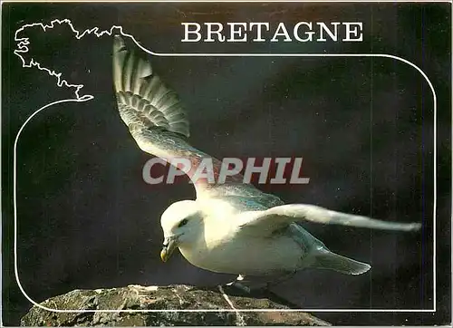 Cartes postales moderne Couleurs de Bretagne Potret Fulmar