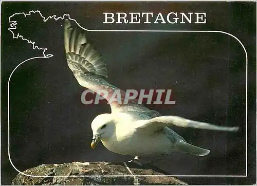 Cartes postales moderne Couleurs de Bretagne Petrel Fulmar