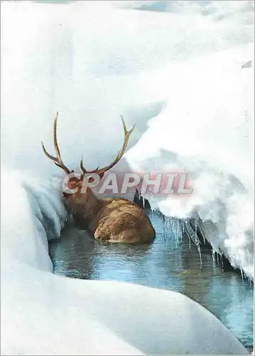 Cartes postales moderne Cervus elaphus Stag