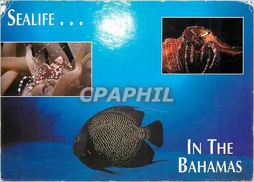 Cartes postales moderne Sealife In the Bahamas