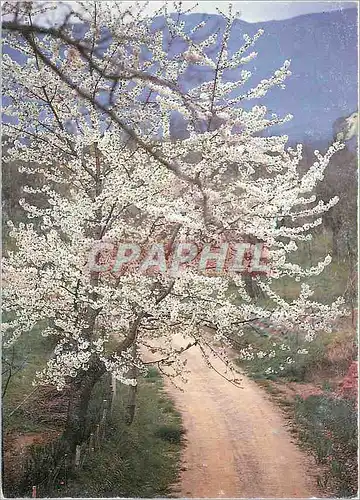 Cartes postales moderne Houtland Lille Den Haag