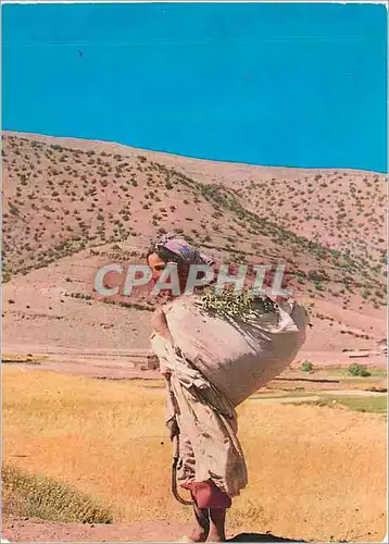 Cartes postales moderne Maroc Typique