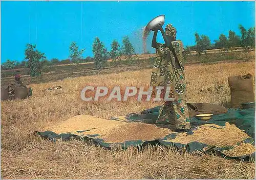 Cartes postales moderne Senegal Scene de Vie