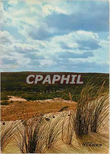 Cartes postales moderne Visages des Landes La foret de pins vue de la dune