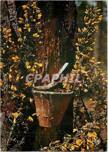 Cartes postales moderne La Lande La foret landaise au Printemps avec son pot de resine et ses jolis ajoncs fleuris