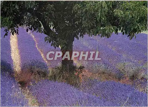 Cartes postales moderne Sud de la France Champs de Lavandes