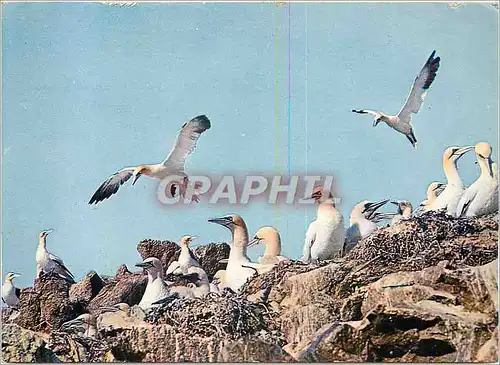 Cartes postales moderne Les Oiseaux de Mer La Cote de Granit ROse l'Archipel des Sept Iles