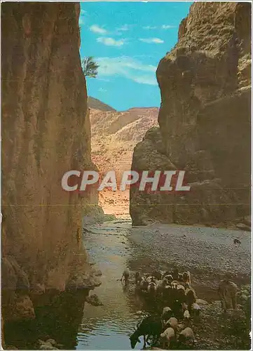 Cartes postales moderne Tinghir Les Gorges du Tarn
