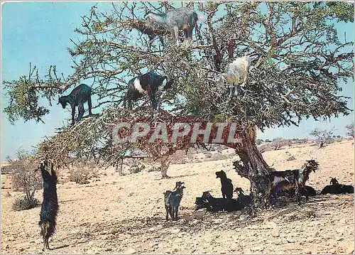 Cartes postales moderne Maroc Typique Chevres sur l'Arganier Chevre