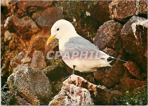 Moderne Karte Les Oiseaux de mer Mouette tridactyle