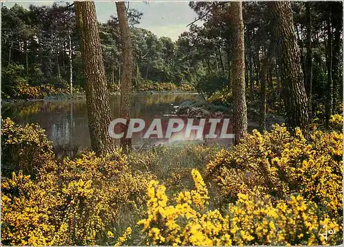 Cartes postales moderne La Bretagne au Printemps Ajoncs dans les bois