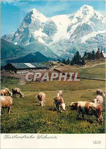 Cartes postales moderne Alp Oberberg bei Murren Vaches