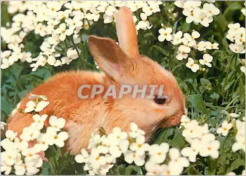 Moderne Karte Lapin