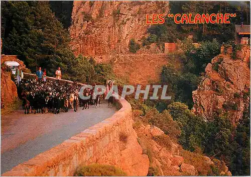 Moderne Karte Corse ile de Beaute Souvenir des calanche de Piana un troupeau transumant vers la montagne corse