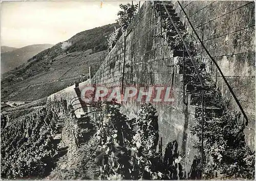 Cartes postales moderne Vue partielle des Vignobles un des grands murs du Coteau du Schimberg