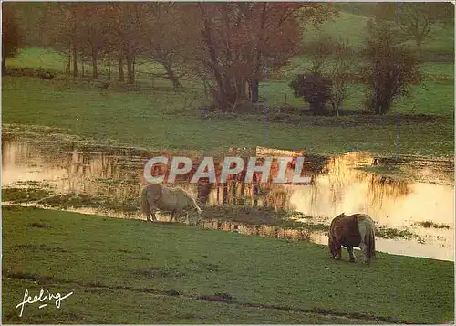 Cartes postales moderne Crinieres