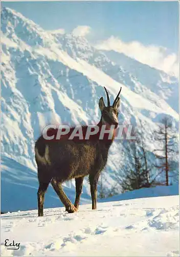 Moderne Karte Chamois dans la neige