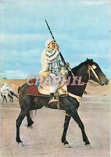 Cartes postales moderne Maroc Cavallier marocain