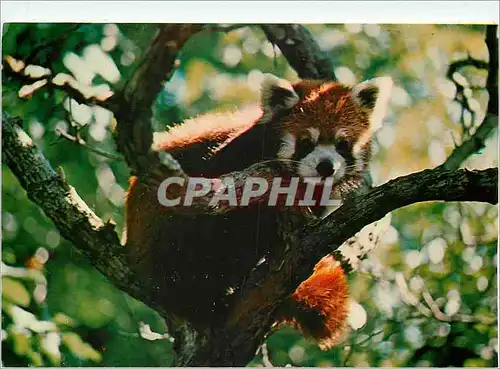 Cartes postales moderne The red panda's beautfully Marked coat keeps the animal warn in its alpine forest home