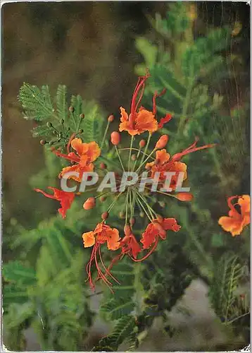 Cartes postales moderne Antilles Francaises Fleurs Tropicales Cassis Alata