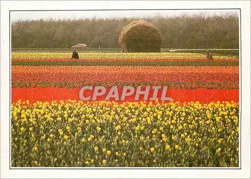 Cartes postales moderne Hollande Champs de Fleurs
