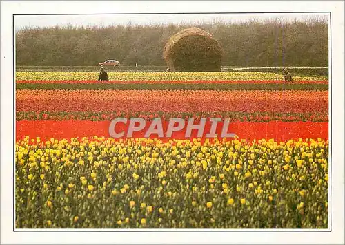 Moderne Karte Hollande Champs de Fleurs