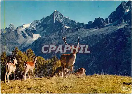 Cartes postales moderne Troupeau de cerfs en liberte
