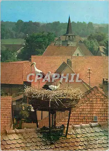 Cartes postales moderne En Alsace Nid de Cigognes