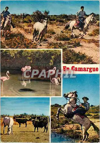 Cartes postales moderne En Camargues avec les Gardians