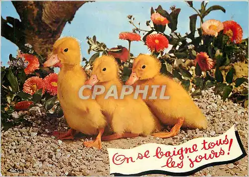Cartes postales moderne On se baigne tous les jours animaux Humoristiques Trois petits canards