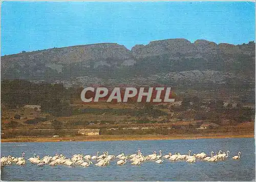 Cartes postales moderne Lumiere et couleurs de l'Agde Le massif de la Clape Flamants rose