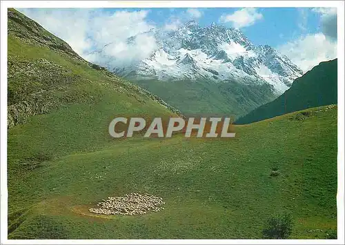 Cartes postales moderne Les Pyrenee la vallee d'Ossau