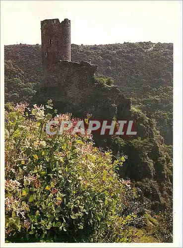 Cartes postales moderne Pays Cathare chateaux de Castours Quertinheux et chevrefeuille