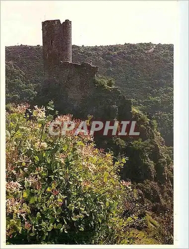 Cartes postales moderne Pays Cathare CHateaux de Castours Quertinheux et Chevrefeuille