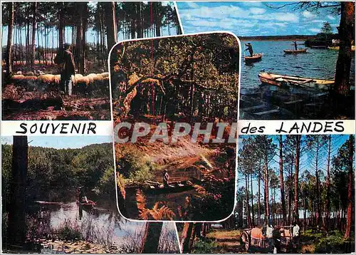 Cartes postales moderne Visages des Landes Troupeau de moutons Embarcadere du Lac de Leon
