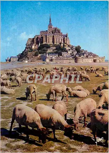 Cartes postales moderne Monte Saint Michel (Manche) Les Moutons de pres sales