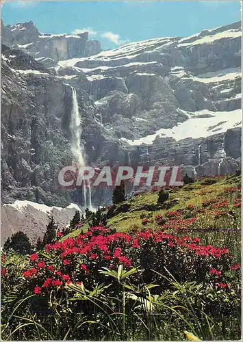 Cartes postales moderne Nos Belles Pyrenees Gavarnie (H P) Rhododendrons et cascade du Cirque