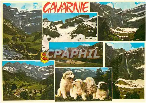 Moderne Karte Souvenir de Gavarnie Chiens Chiots