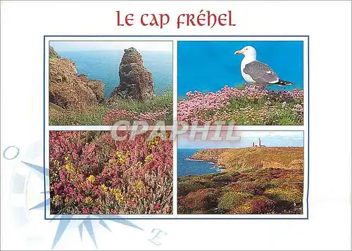 Cartes postales moderne Le Cap Frehel (Cote d'Armor) La petite Fauconnoere un Goeland brun
